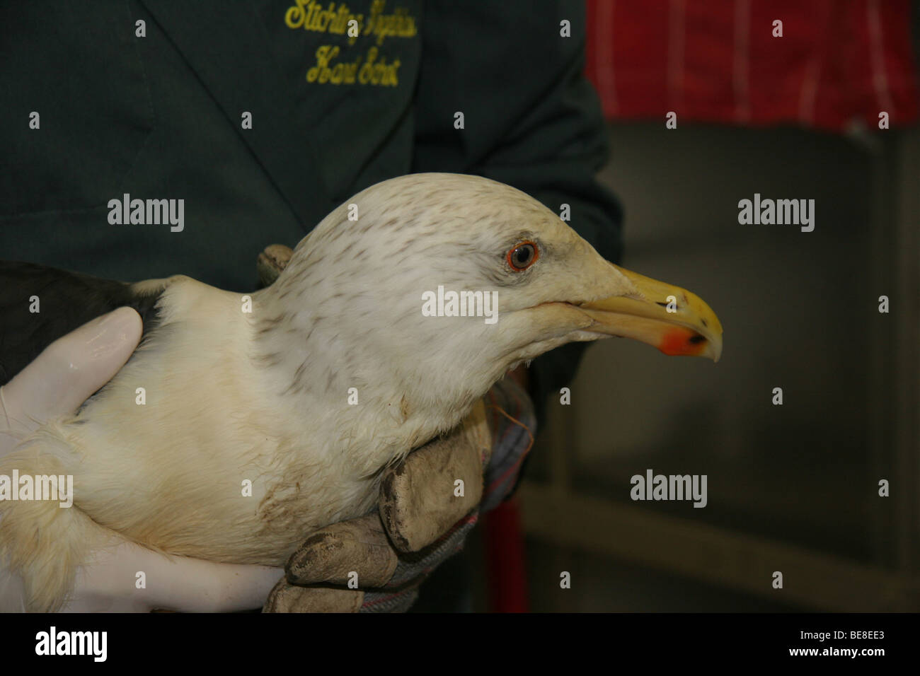 Larus Marinus; Grote Mantelmeeuw; Große Black-backed Stockfoto