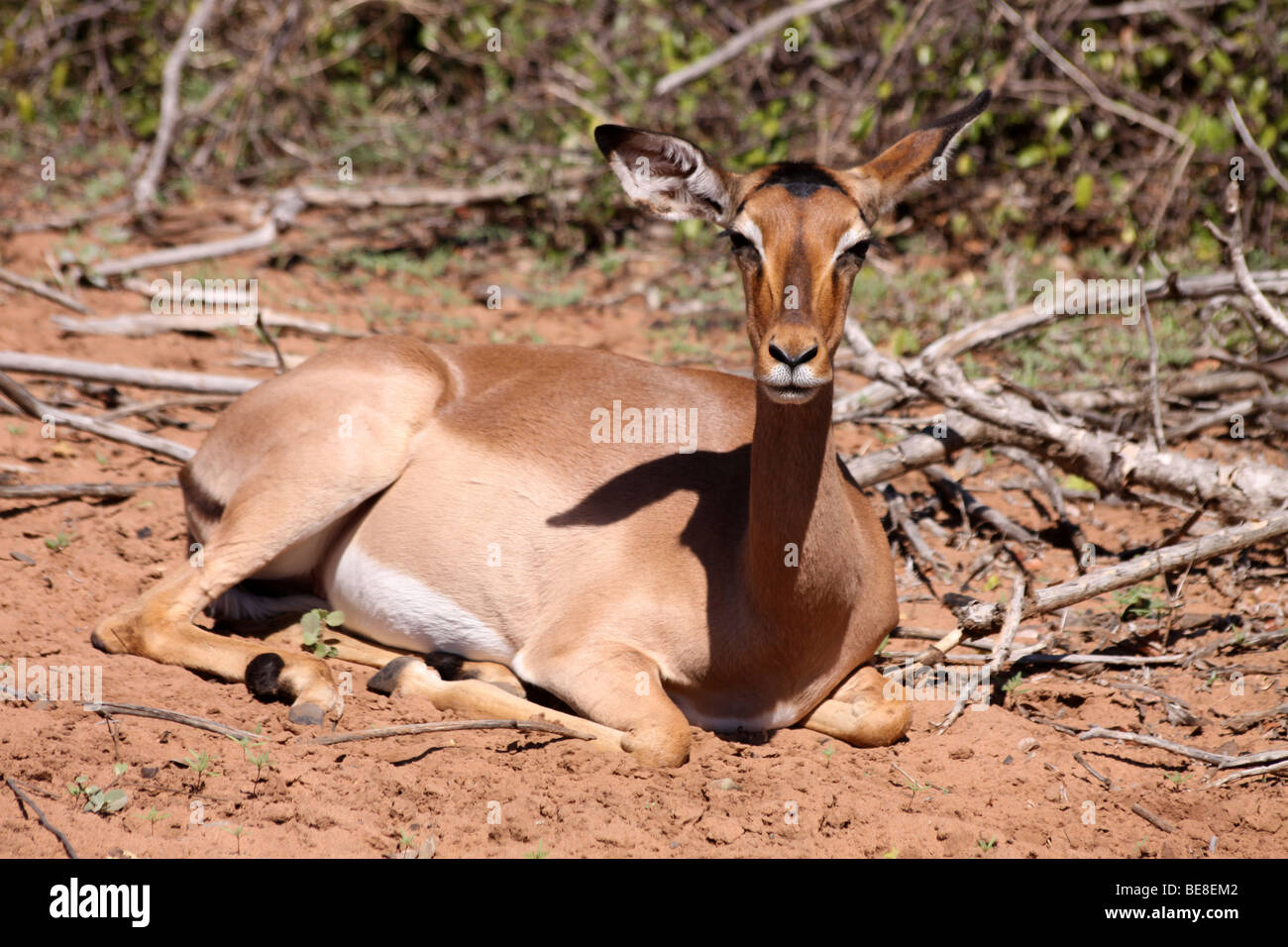 Weibliche Impala Aepyceros Melampus sitzen am Boden im Mkuze Game Reserve, KwaZulu-Natal, Südafrika Stockfoto