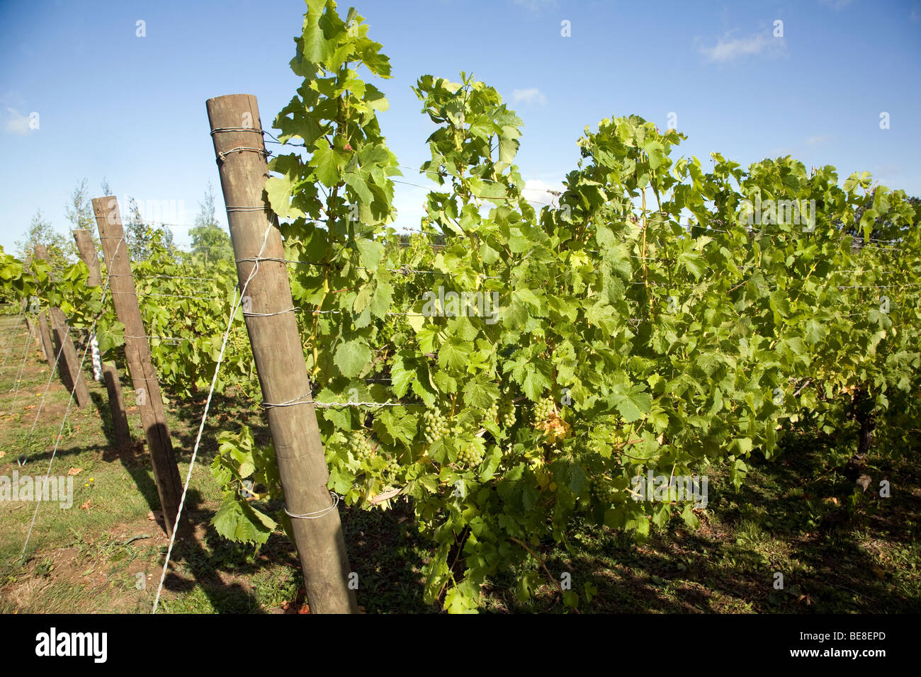 Müller Thurgau Trauben Reben, Shawsgate Weinberg, Suffolk, England Stockfoto