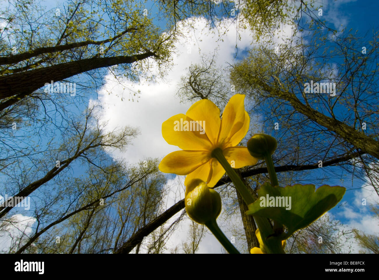 Marsh Marigold; Spindotterbloemen; Caltha Palustris Subspecies Araneosa; Stockfoto
