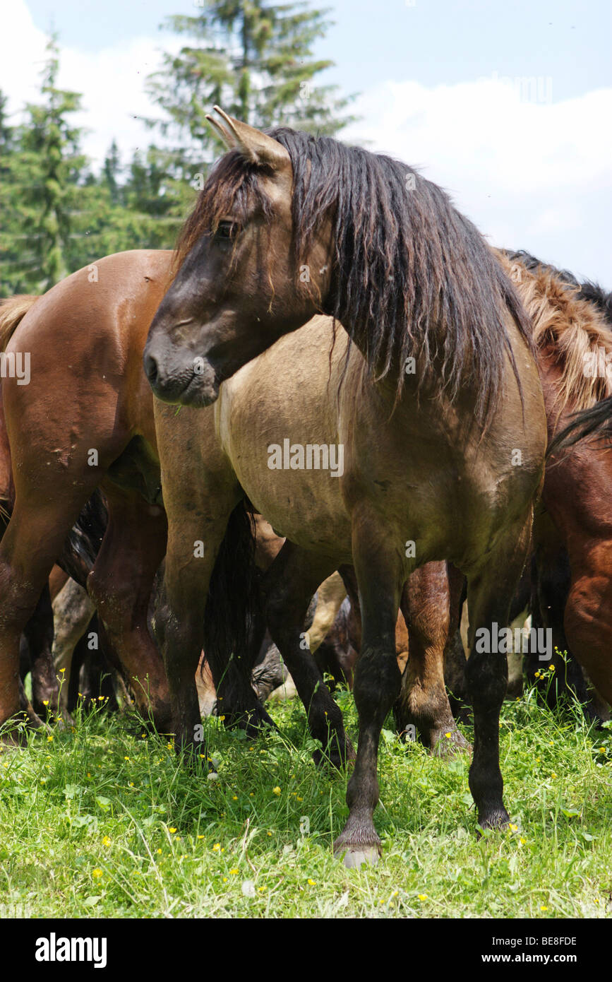 Pferde in Muranska Planina. Slowakei. Stockfoto