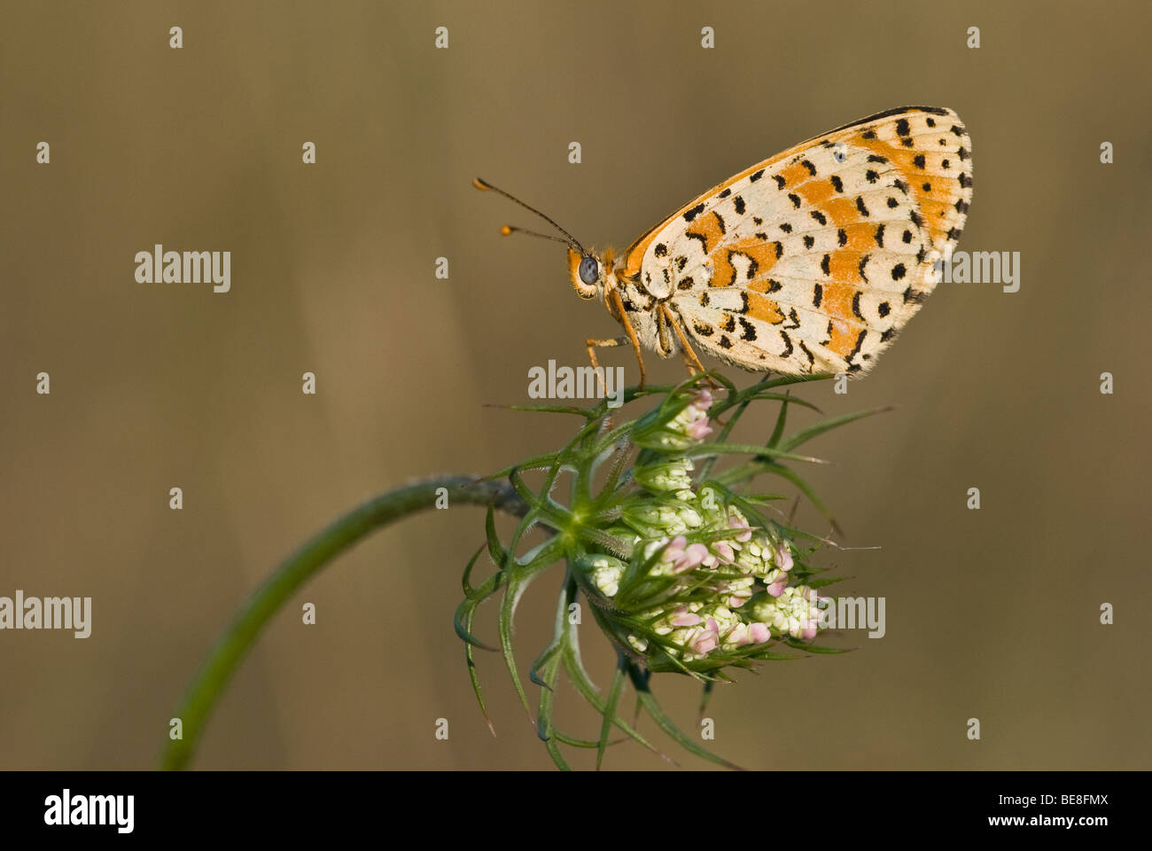 Gefleckte Fritillary Melitaea didyma Stockfoto