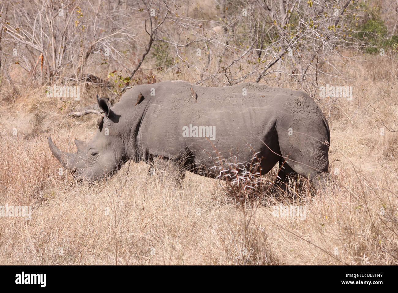 Weißes Nashorn Ceratotherium Simum In The Kruger National Park, Südafrika Stockfoto