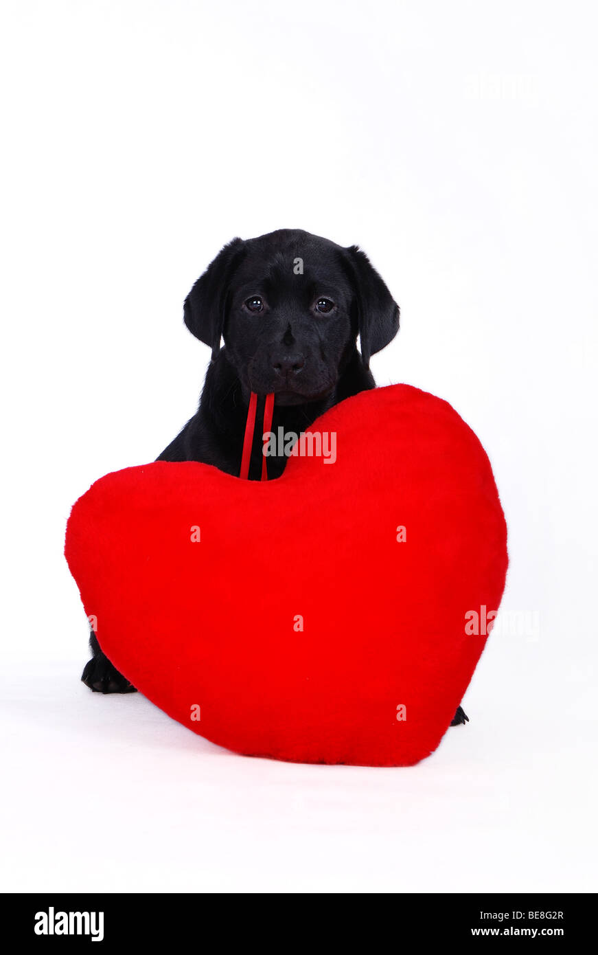 Schwarze Labrador Retriever Welpen mit roten Herzen auf dem weißen Hintergrund Stockfoto