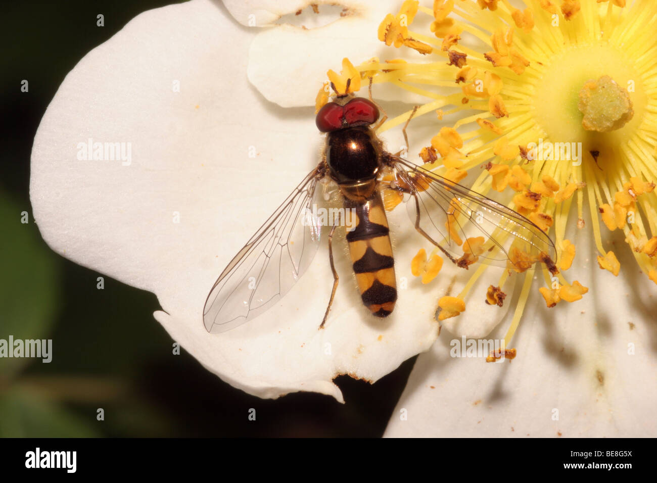 Schwebfliege (Meliscaeva Auricollis: Syrphidae) männlich auf eine wilde Rose, UK. Stockfoto