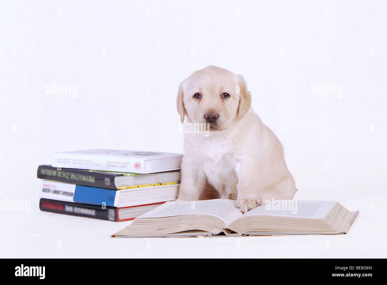 Labrador Welpen mit Büchern auf weißem Hintergrund Stockfoto