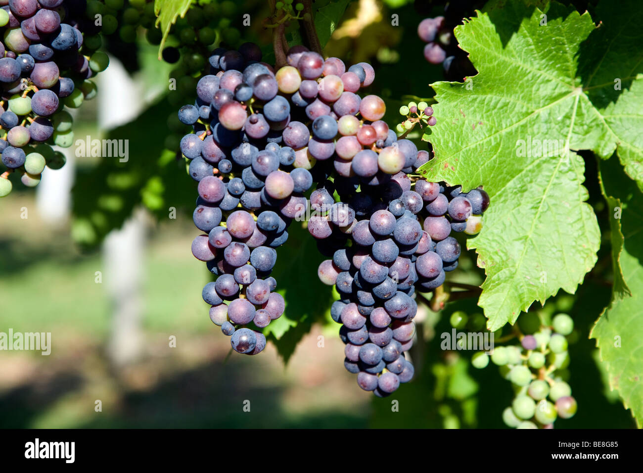 Trauben von Rondo rote Trauben an Reben, Shawsgate Weinberg, Suffolk, England Stockfoto