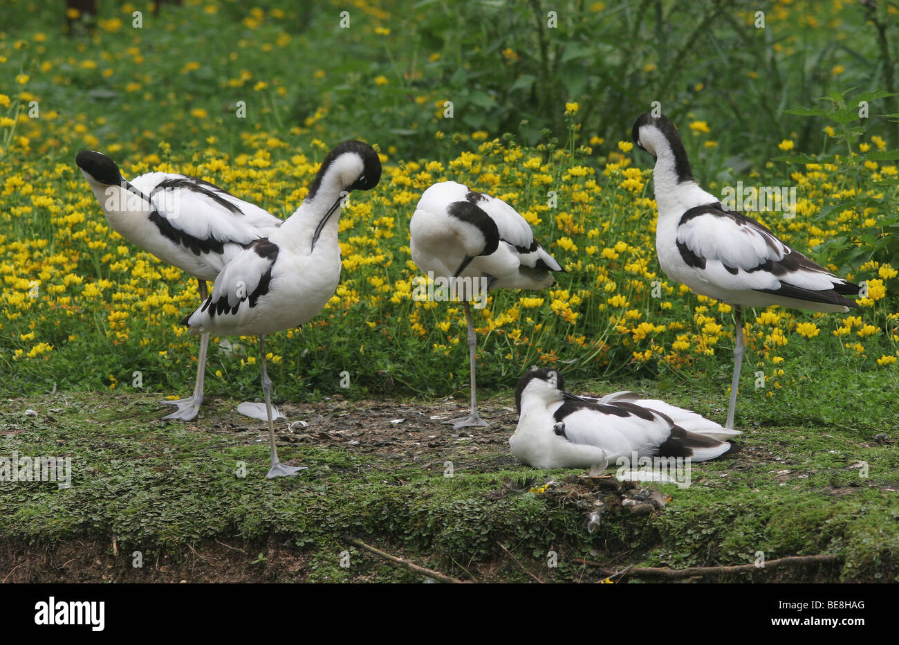 Vijf Poetsende En Rustende Kluten Op Langs Een Slootrand Tijdens Hoog Wasser; Gruppe von Rast- und Polieren Säbelschnäbler Stockfoto