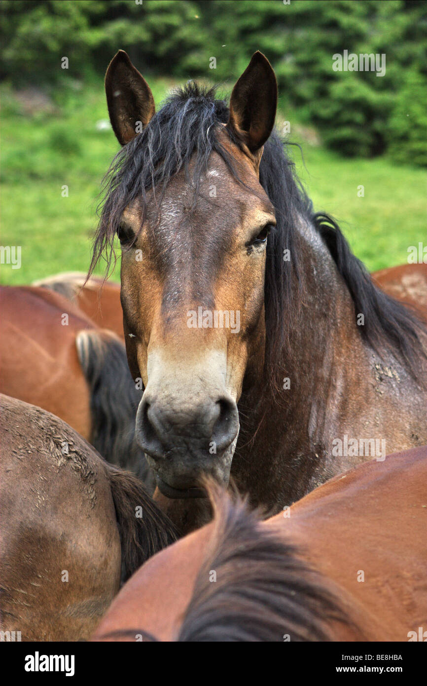 Pferde in Muranska Planina. Slowakei. Stockfoto