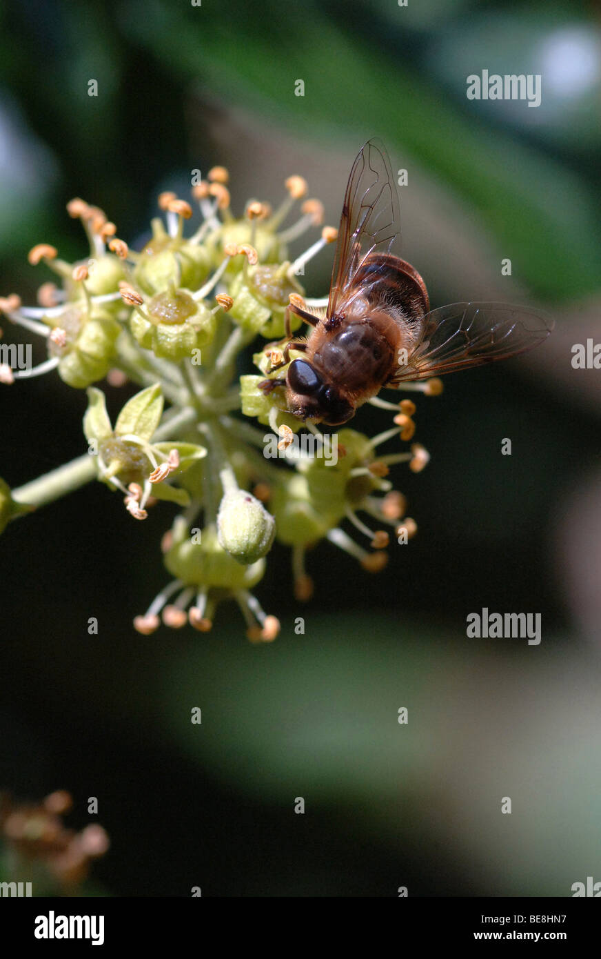 Europäische Honigbiene sammeln Pollen von Ivy Blume Stockfoto