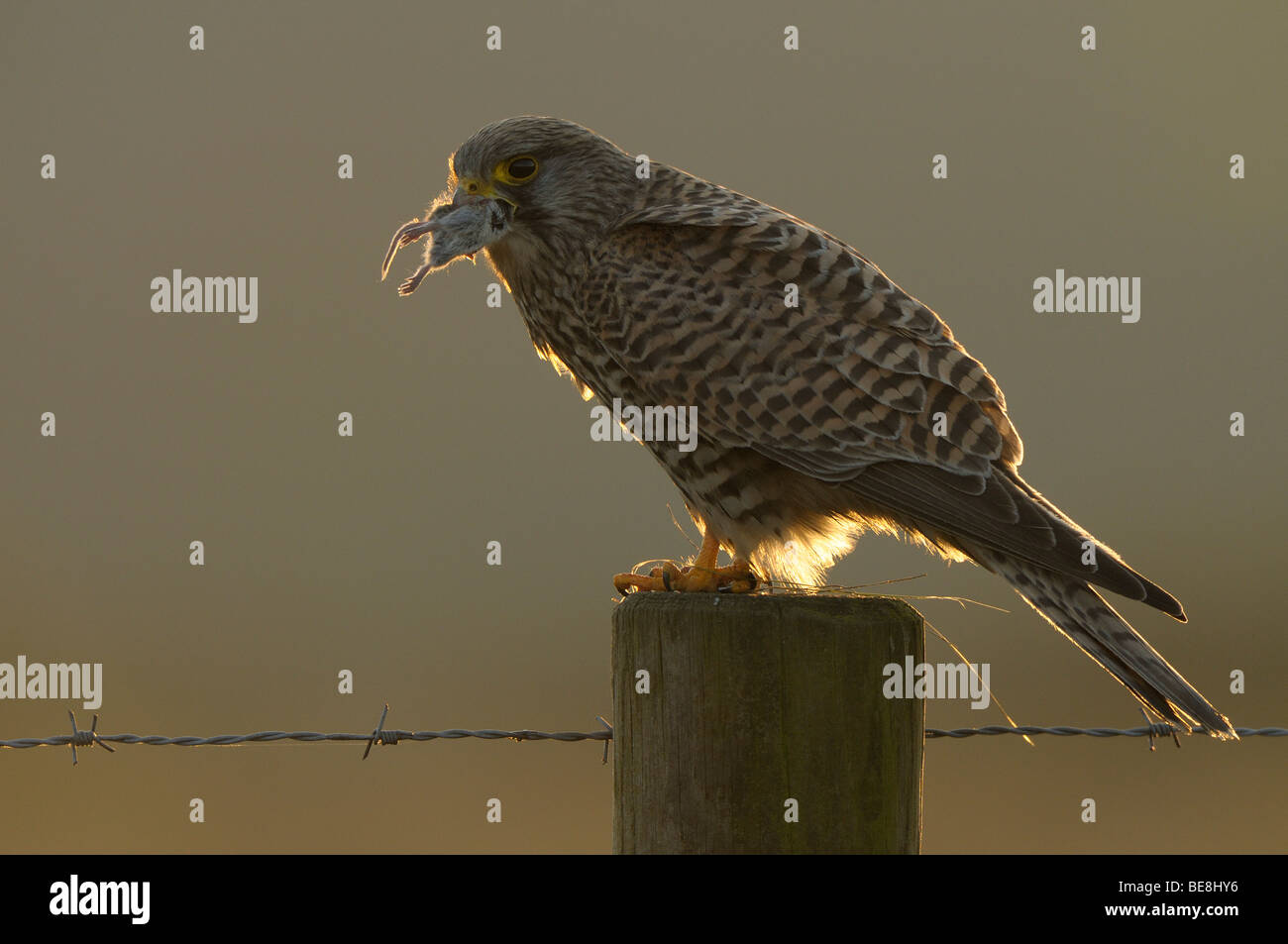 Vrouw Torenvalk Eet Een Muis Op Een Houten Paaltje traf Tegenlicht; Weiblicher Turmfalke Essen eine Maus gegen das Licht Stockfoto