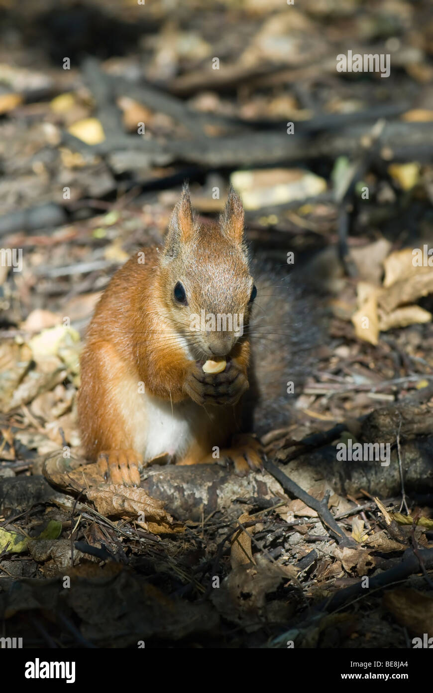 Ein Eichhörnchen Essen der Mutter Stockfoto