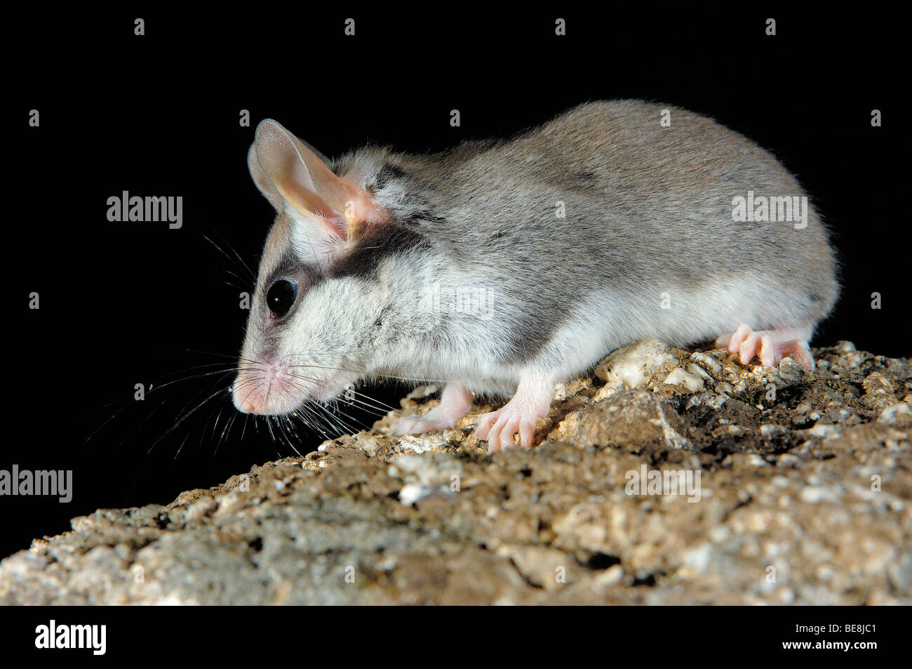 Garten-Siebenschläfer (Eliomys Quercinus), Andujar, Provinz Jaen, Andalusien, Spanien Stockfoto