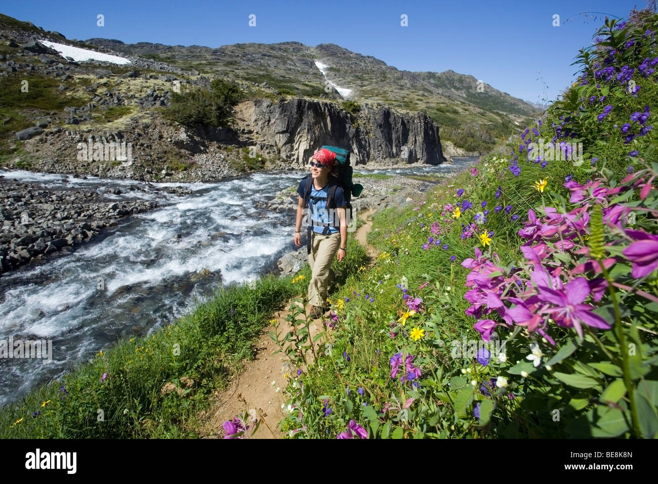 Junge Frau, Wandern, Wandern, Wanderer mit Rucksack, vorbei an blühenden Alpenblumen, historische Chilkoot Trail Chilkoot Pass, Stockfoto