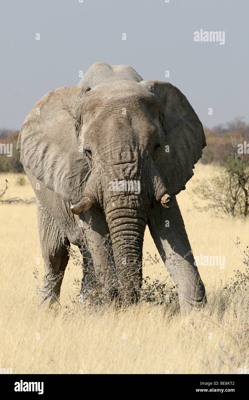 Bull afrikanische Elefant Loxodonta Africana Facing Kamera im Etosha Nationalpark, Namibia Stockfoto