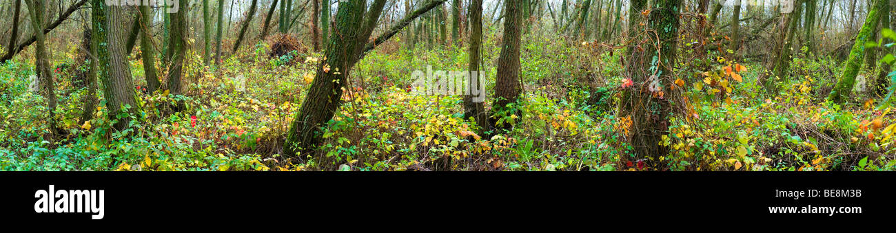 Natuurreservaat En Vloedbos Klein Profijt Tijdens de Herfst; Die Gezeiten Wald Klein Profijt im Herbst Stockfoto