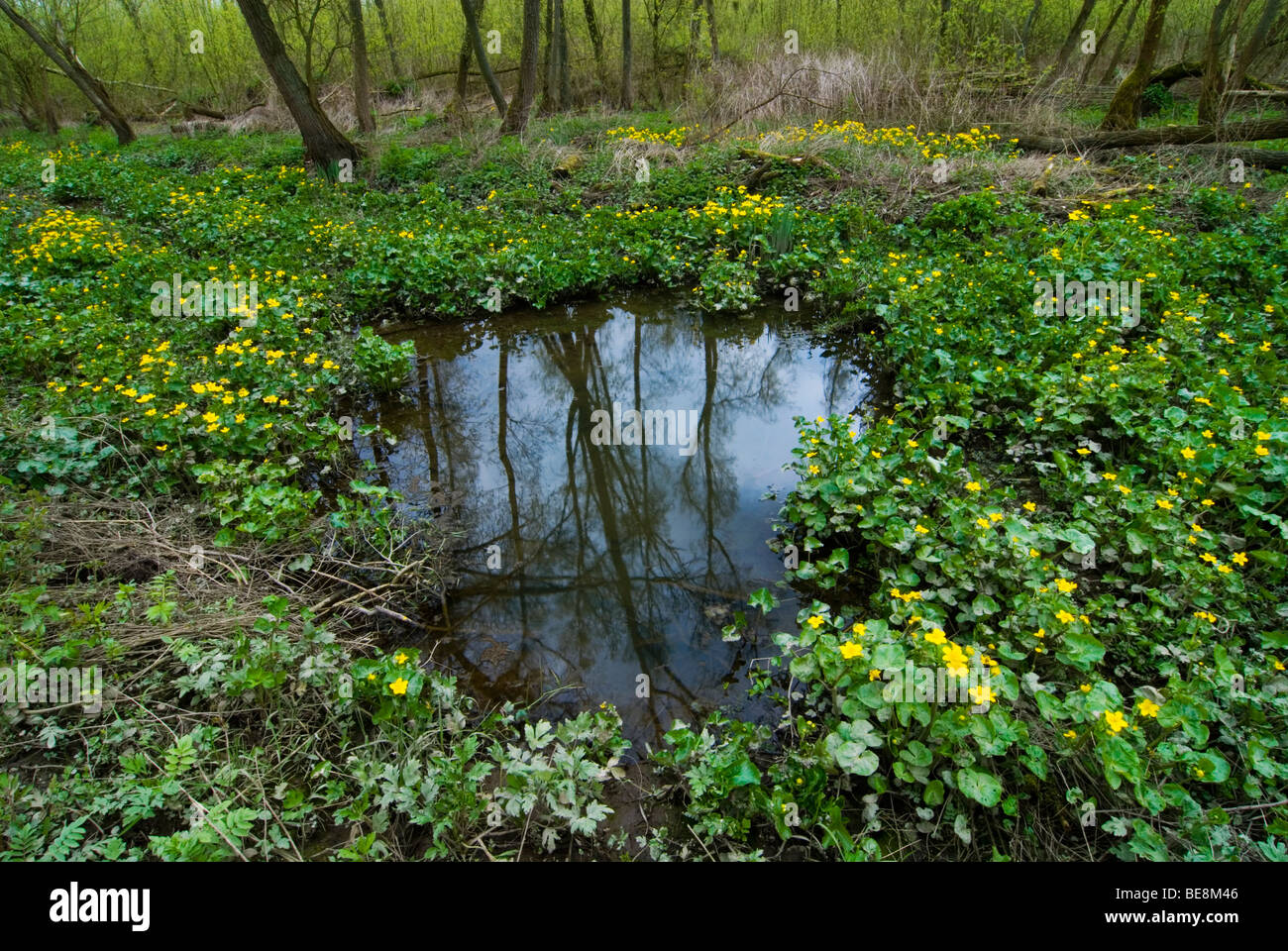 Voorjaar in Klein Profijt; Frühling in den Gezeiten Wald Klein profijt Stockfoto
