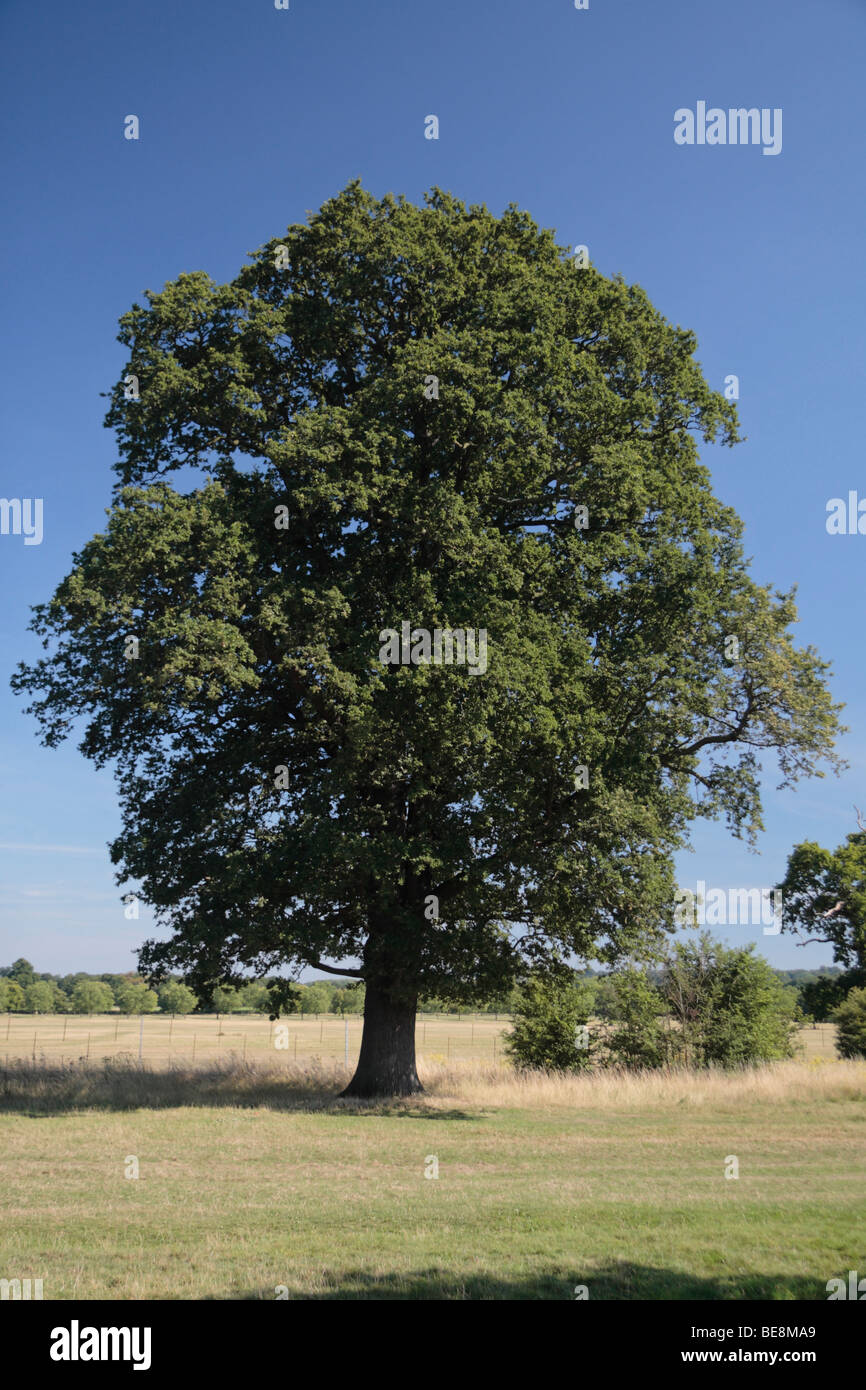 Eiche Baum auf Queen Annes Fahrt, in der Nähe von Windsor Castle, Berkshire UK. Stockfoto