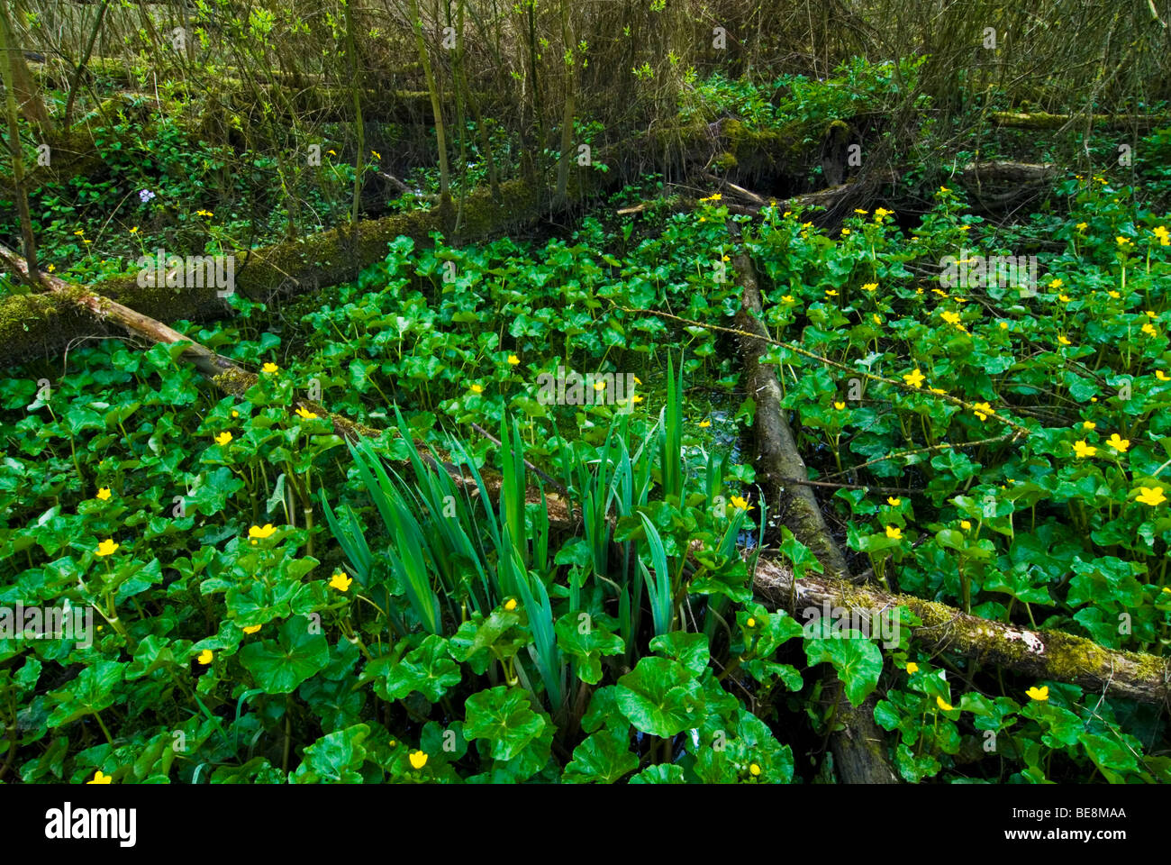 Voorjaar in Klein Profijt; Frühling in den Gezeiten Wald Klein profijt Stockfoto