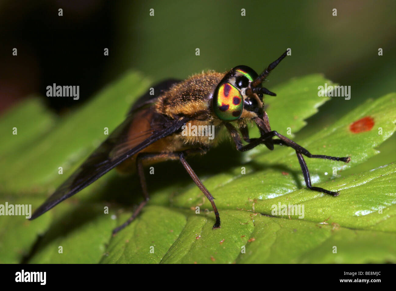 Gespreizte Deer Fly (Chrysops Caecutiens: Tabanidae) weibliche mit schillernden Augen, UK. Stockfoto