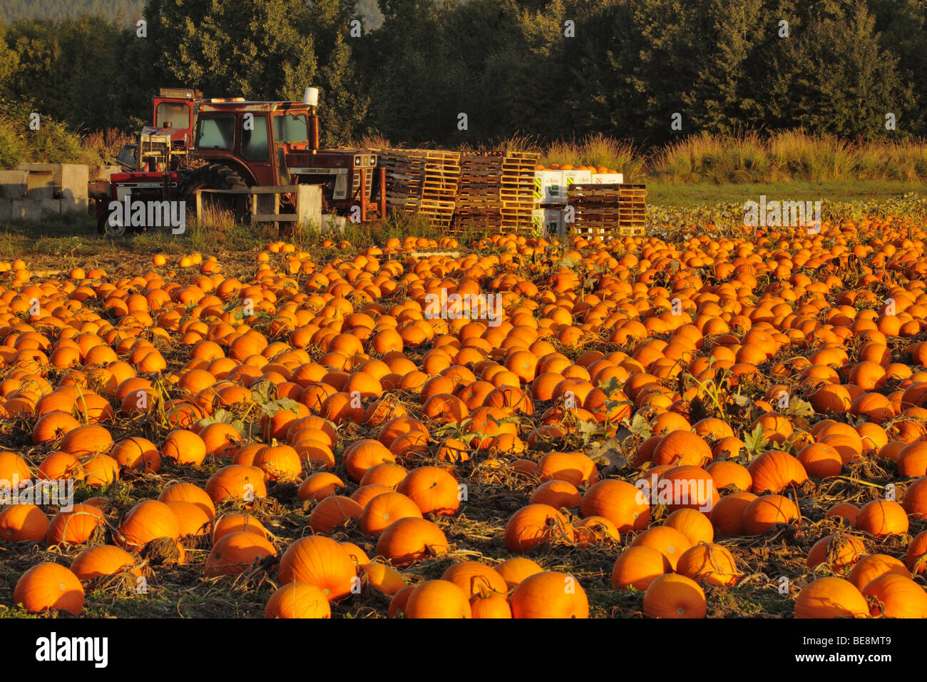 Kürbis-Feld im frühen Herbst-Victoria, British Columbia, Kanada. Stockfoto