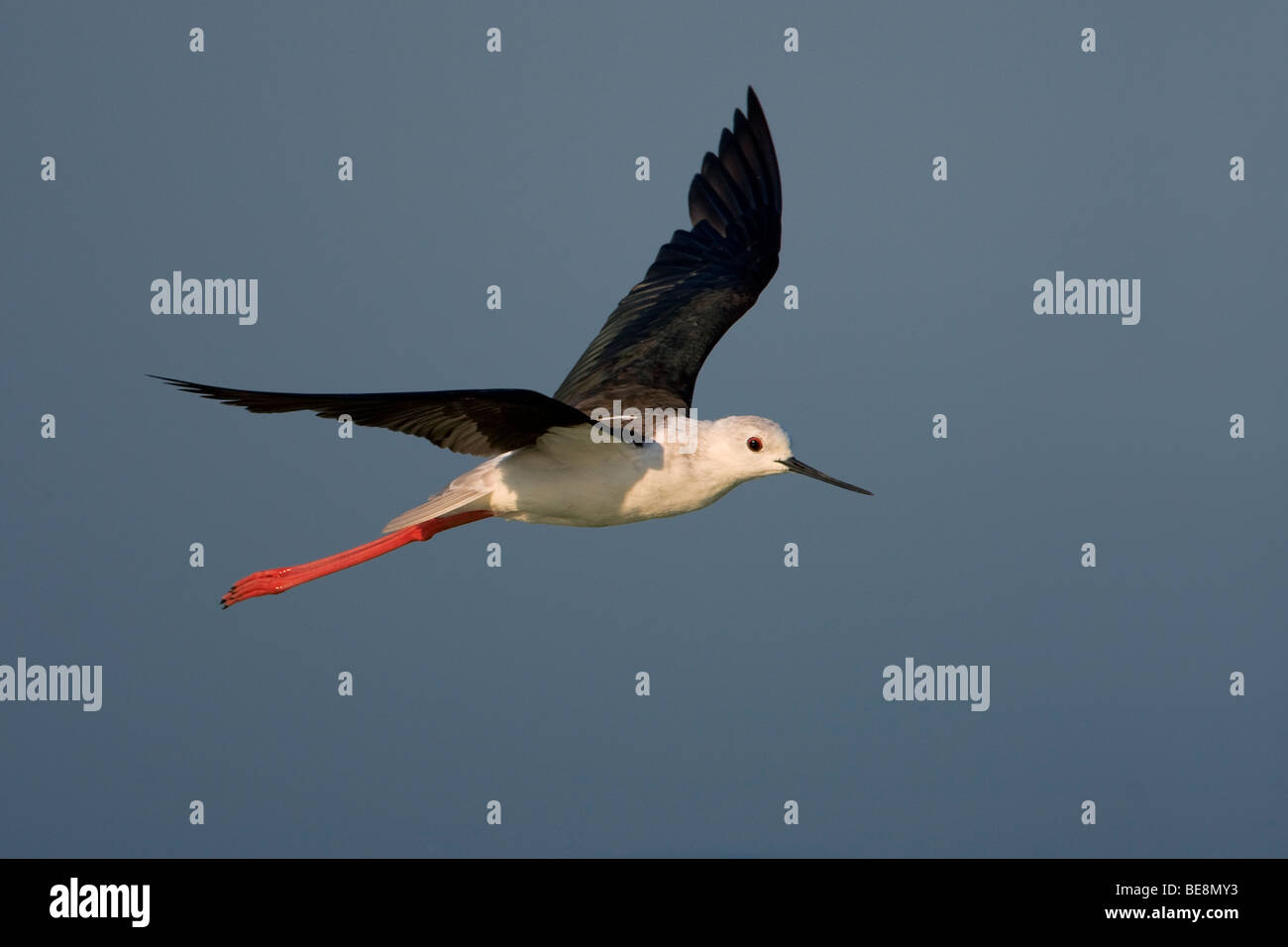 Een Aanvliegende Steltkluut Tegen Een Donkeren Hemel. Eine fliegende Stelzenläufer vor einem dunklen Himmel. Stockfoto