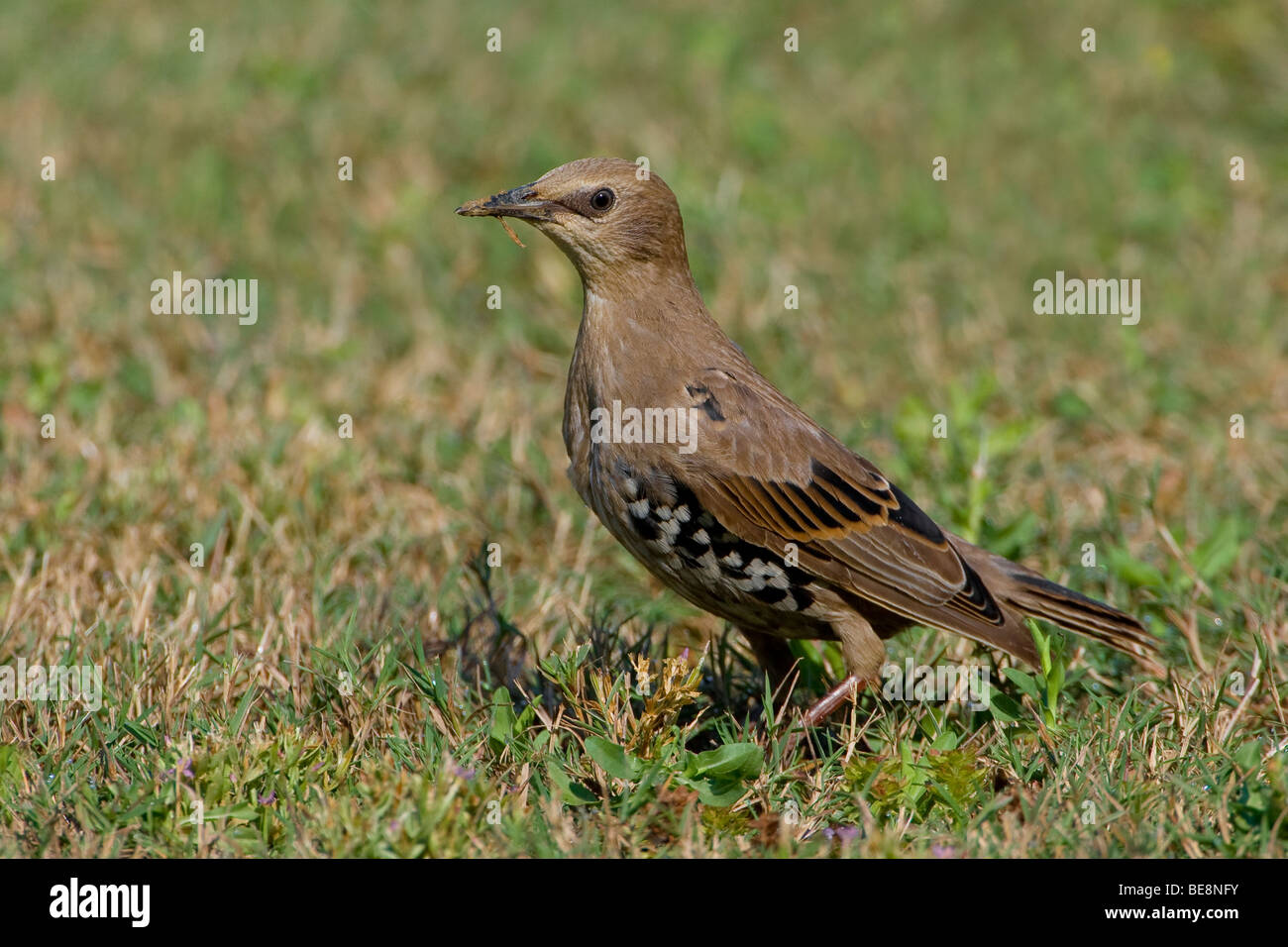 Een Spreeuw in Een Grasveldje. Eine gemeinsame Starling in einem Patch des Grases. Stockfoto