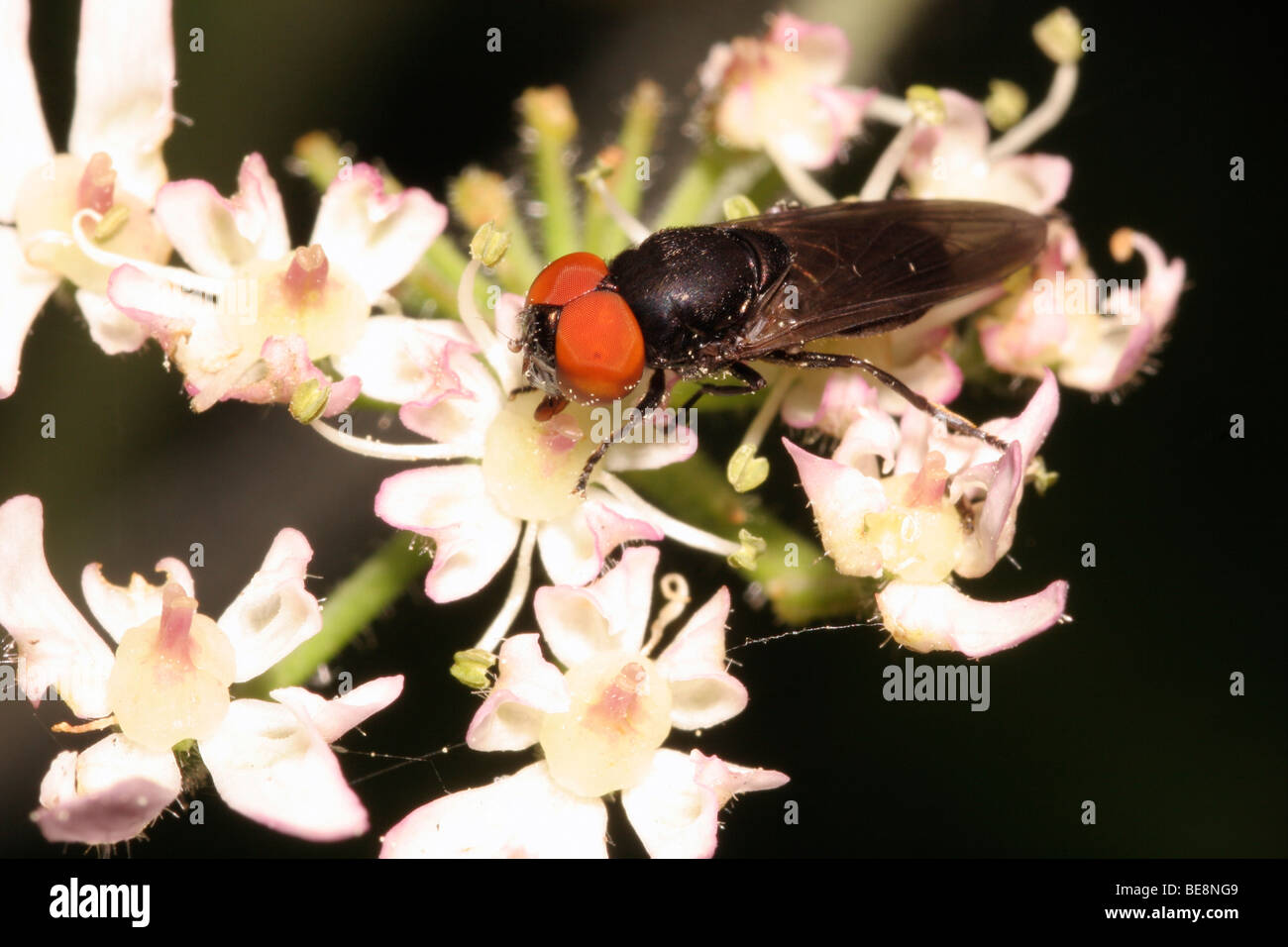 Schwebfliege (Chrysogaster Solstitialis: Syrphidae) männlichen Fütterung bei Bärenklau Flowers, UK. Stockfoto