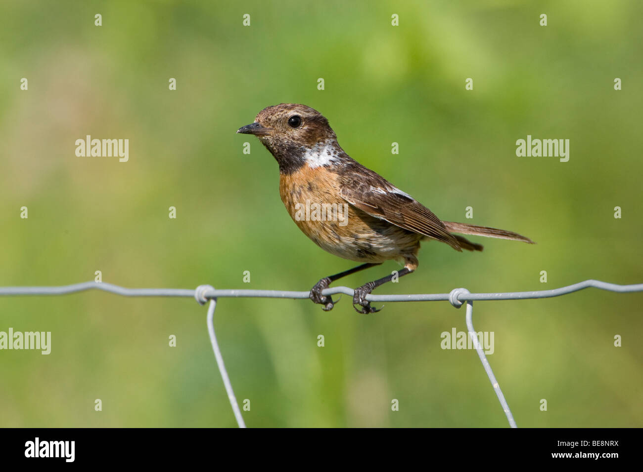 Roodborsttapuit Op Een Gaasafrastering. Europäische Schwarzkehlchen an einem Maschendraht Zaun. Stockfoto