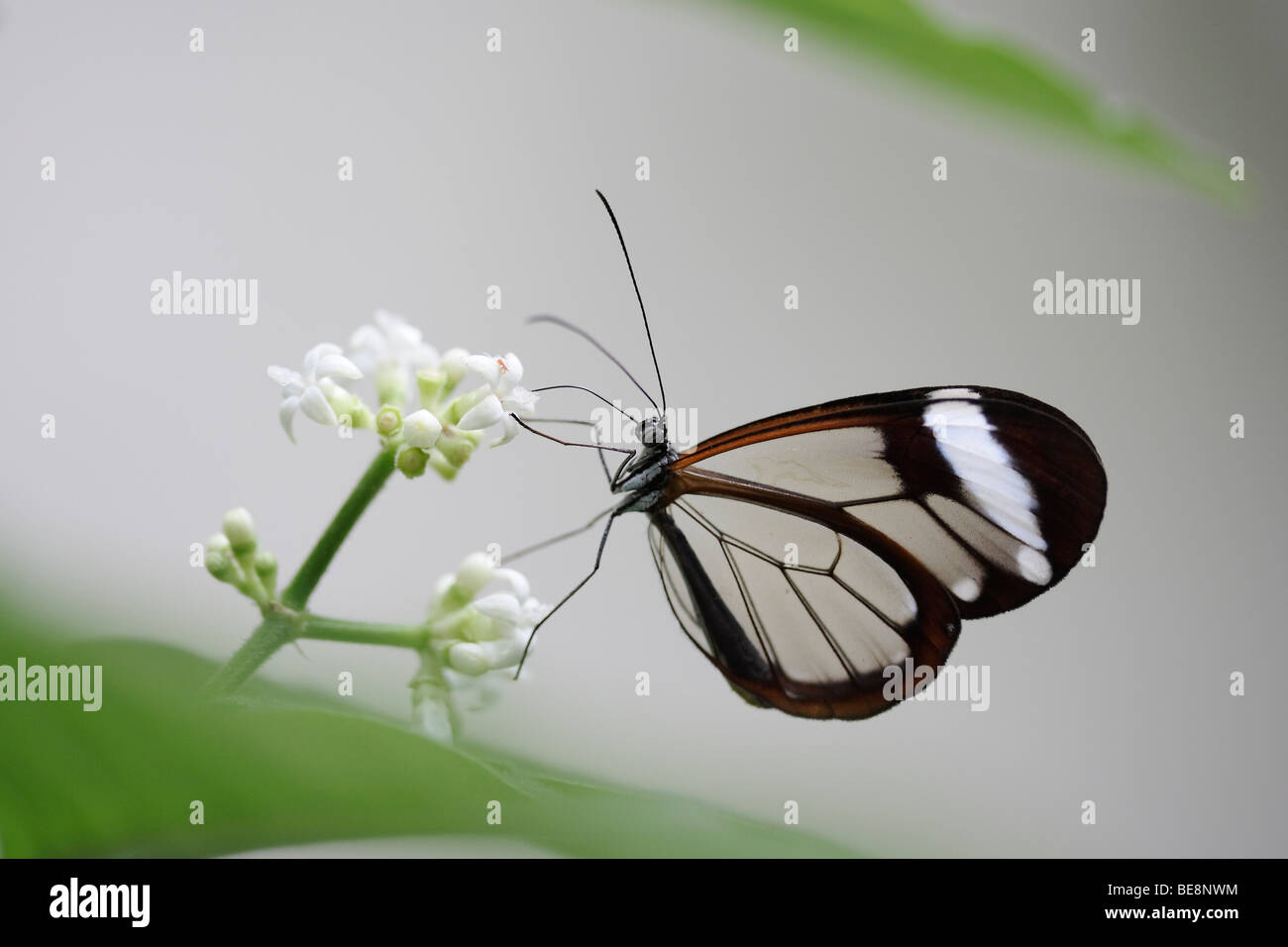 Glas Flügel Schmetterling (Greta Oto) auf eine weiße Blume Stockfoto