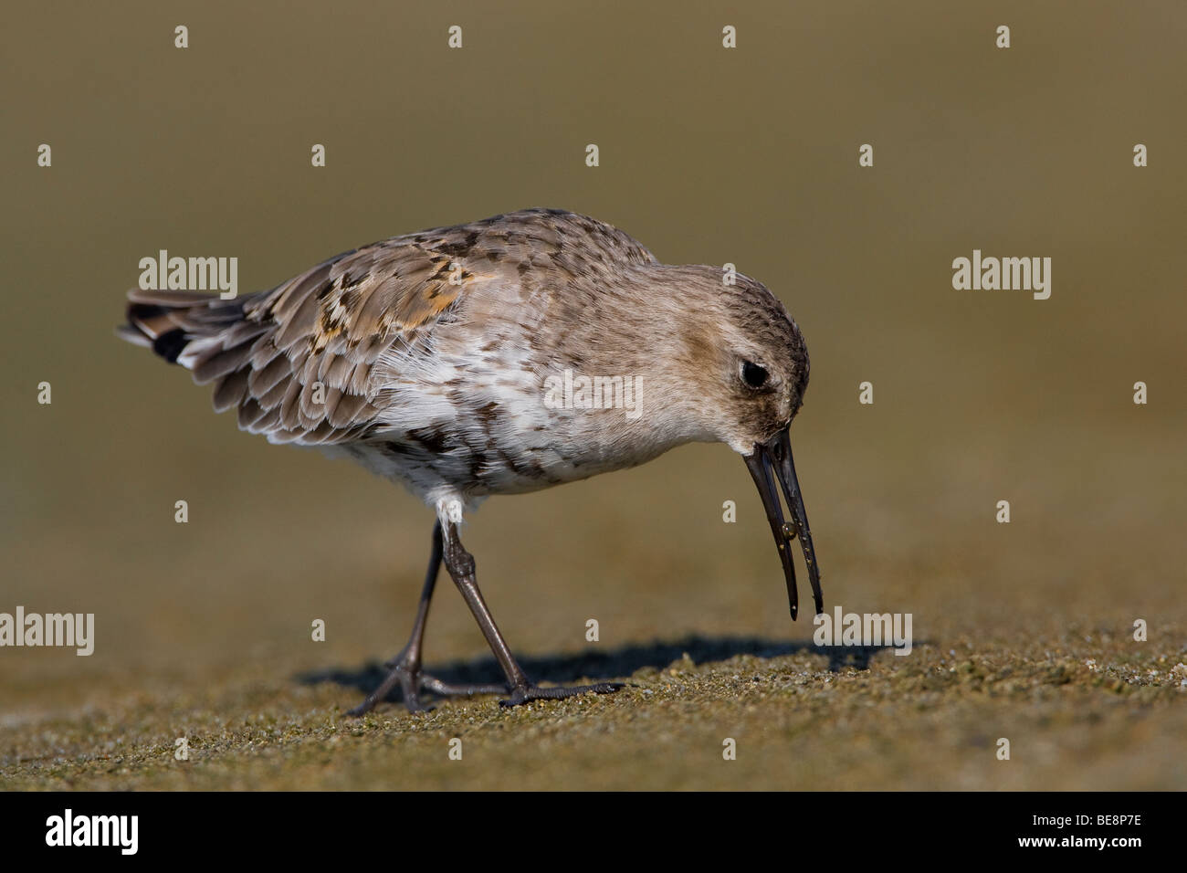 Bonte Stransloper Heeft Een Beetje Tussen Zijn Snavel. Alpenstrandläufer mit einem Biss in seine Rechnung. Stockfoto