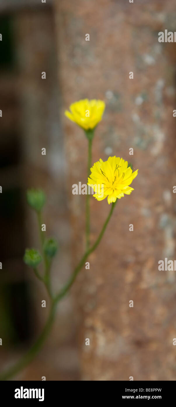 Eine Hawksbit Blume wächst durch einen Eisenzaun. Stockfoto Eine Hawksbit Blume wächst durch einen Eisenzaun. Stockfoto