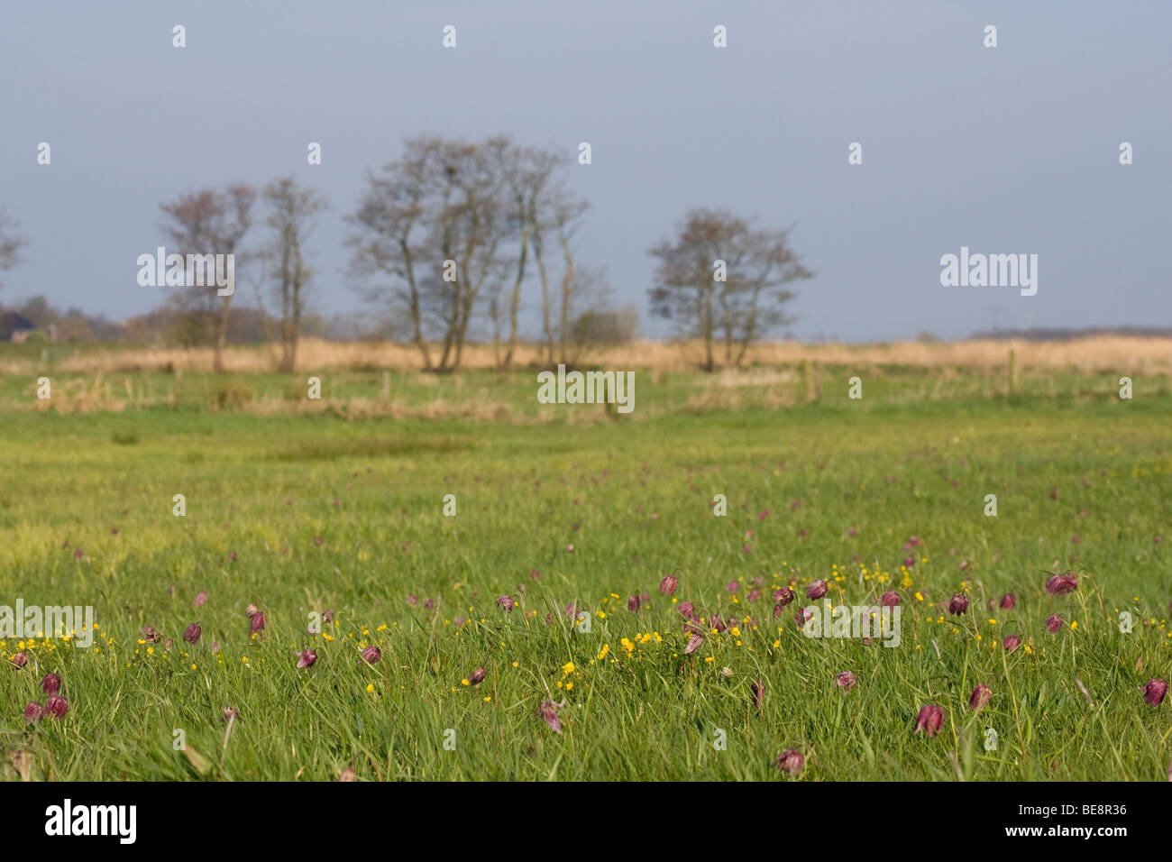 Blumen von einer Schlange Kopf Fritillary in den Wiesen der Flussauen der Zwarte Water Stockfoto