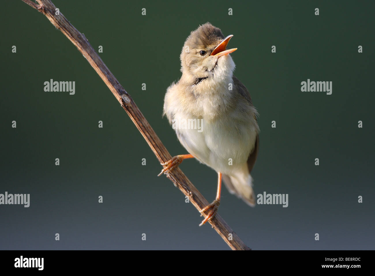 Zingende Bosrietzanger (Acrocephalus Palustris) Op Tak, Belgien Gesang Marsh Warbler (Acrocephalus Palustris) auf Ast, Belgien Stockfoto