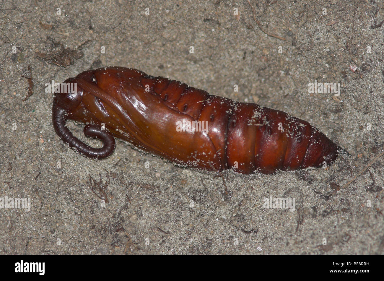 Pop-van de Windepijlstaart; Convolvulus Hawk-Moth Puppe Stockfoto