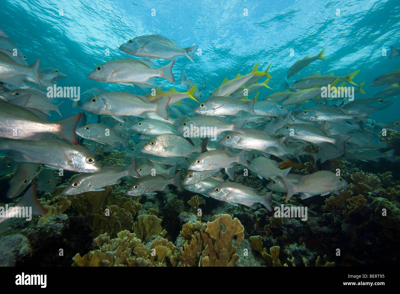 Schule von Mahagoni Schnapper (Lutjanus Mahogoni) und gelbe Goatfish (Mulloidichthys Martinicus) über ein tropisches Korallenriff. Stockfoto