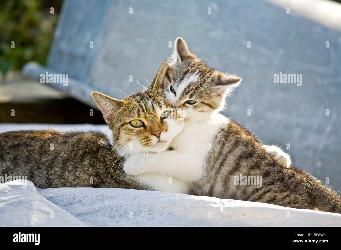 Zwei Hauskatzen, kuscheln Stockfoto