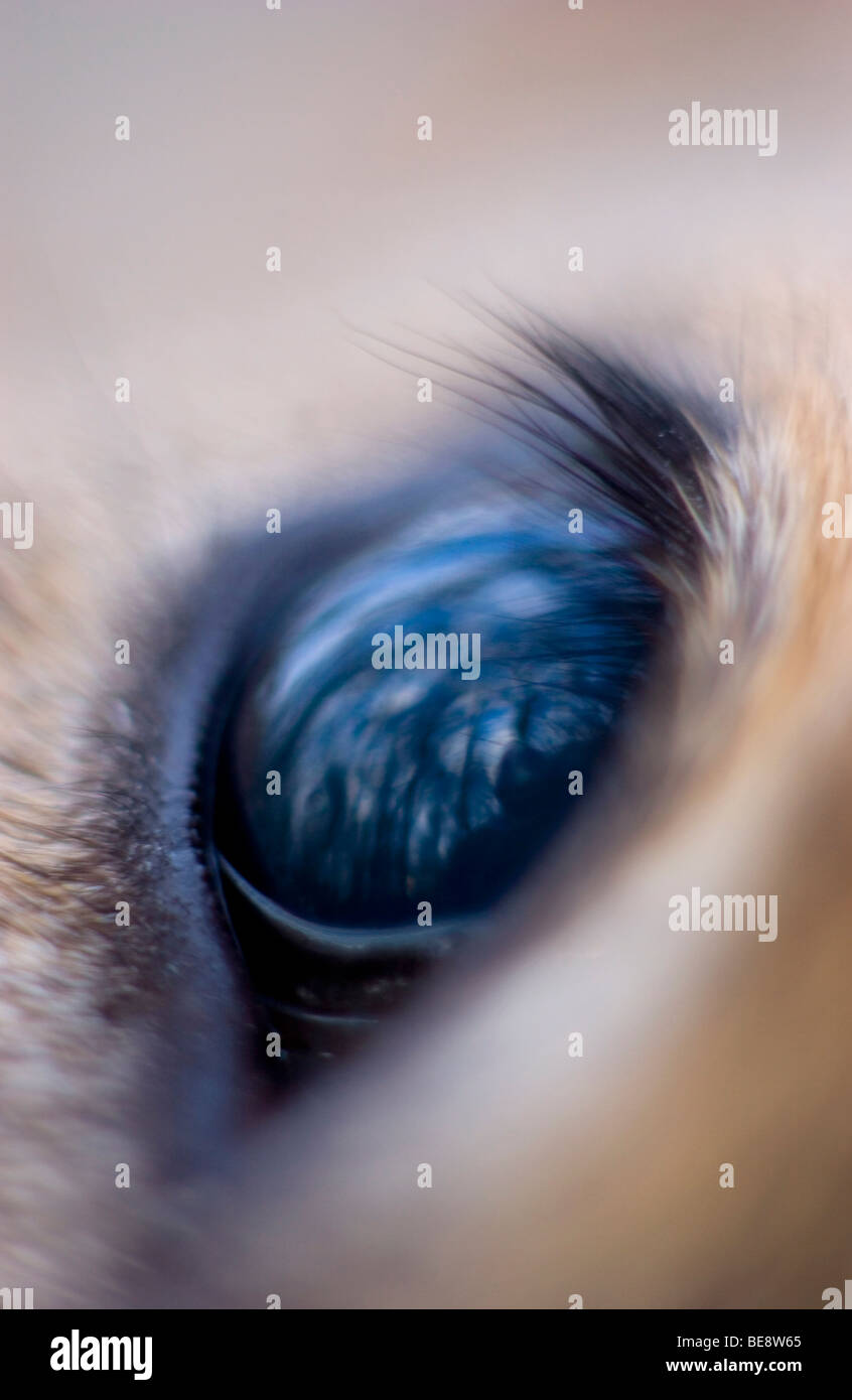 Oog van Dood Ree traf Weerspiegeling van Bos, Auge ein totes Reh mit dem Wald spiegeln sich darin Stockfoto