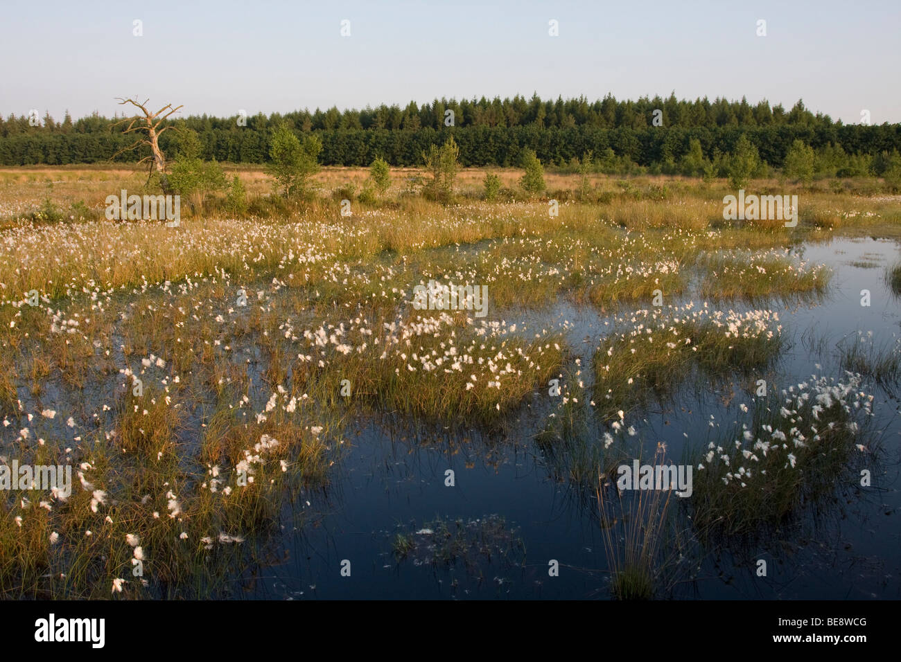 Boswachterij Grolloos Stockfoto