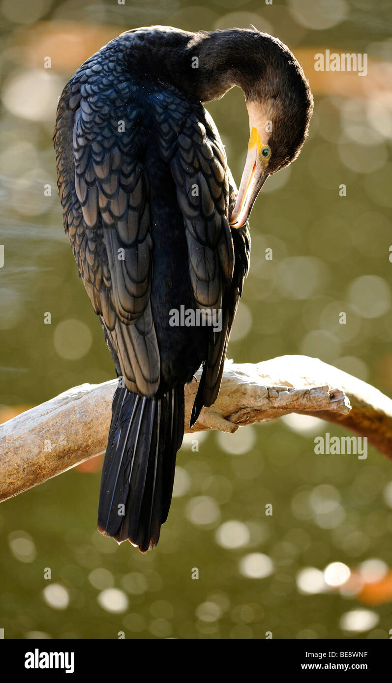 Kormoran (Phalacrocorax Carbo) putzen Stockfoto