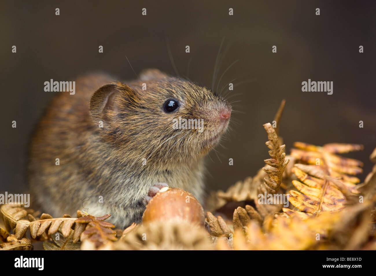 Rötelmaus; Clethrionomys Glareolus; mit Hasel Nuss Stockfoto