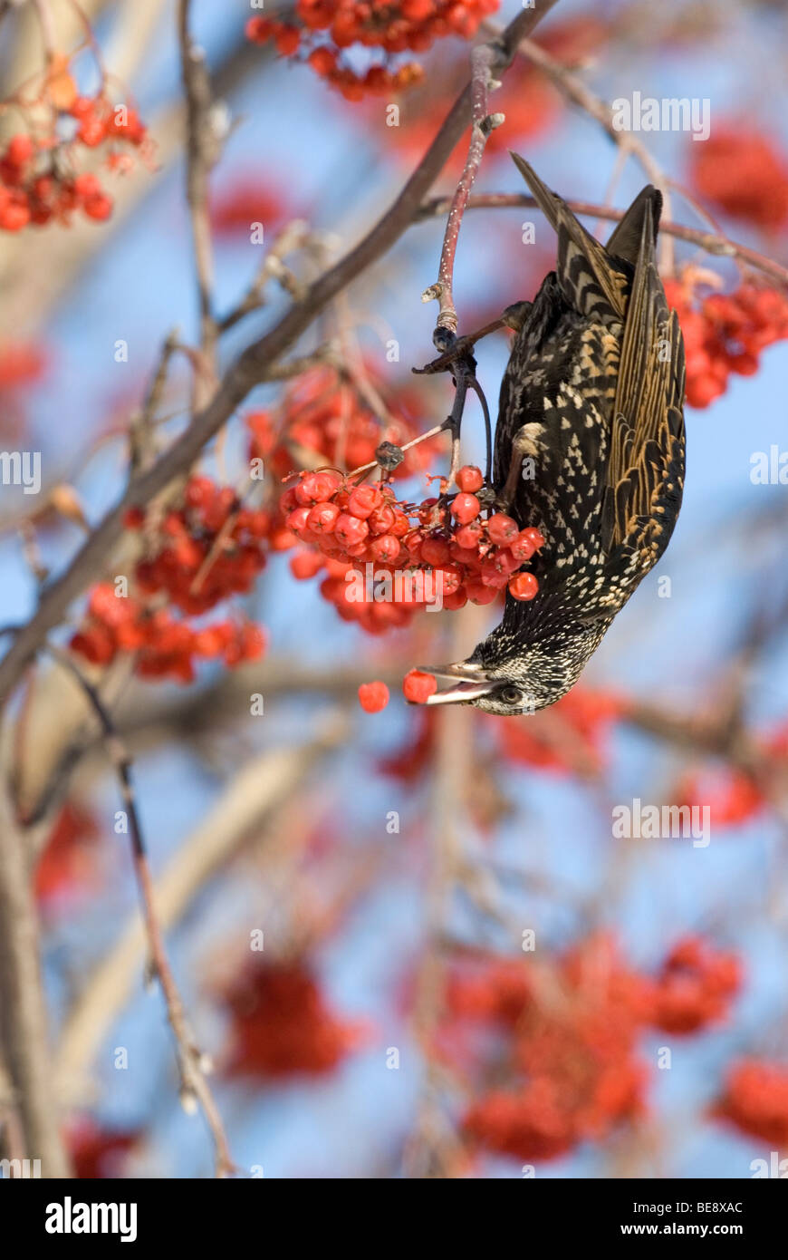 Ein Starling eine amerikanische Eberesche Beeren zu essen. Stockfoto