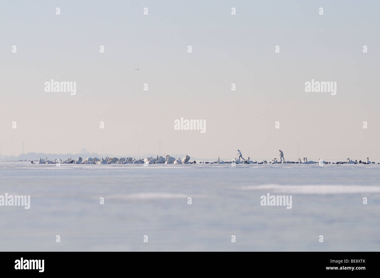 Vogels in Wak traf Op de Achtergrond twee Schaatsers; Vögel im Loch in das Eis mit Skatern im Hintergrund. Stockfoto