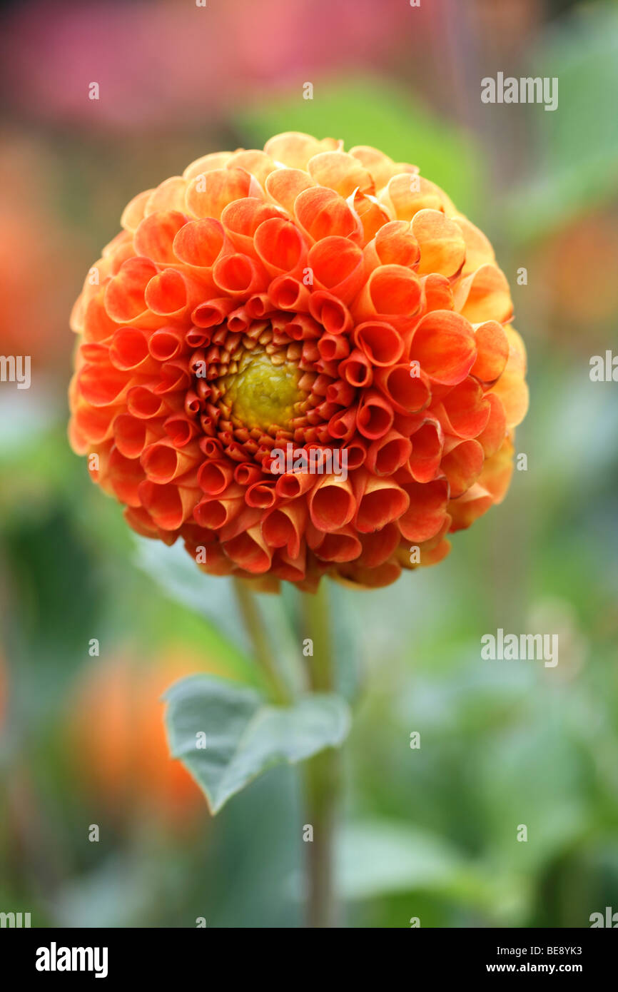 Orangenblüte ein Pompon Dahlie (Dahlia Hybrida) Stockfoto