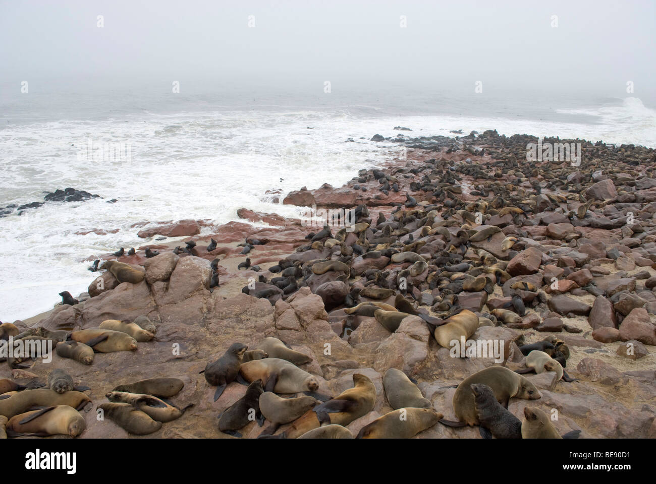 Braune Pelzrobben (Arctocephalus pusillus), Kolonie, am Kap Kreuz, Namibia, Afrika Stockfoto