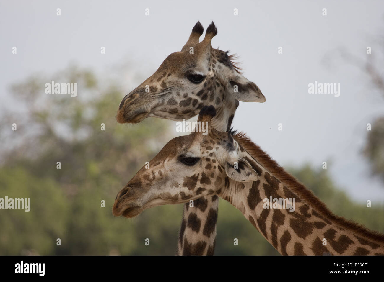 2 Giraffen mit ihren Hälsen gekreuzt posiert umzusehen Stockfoto