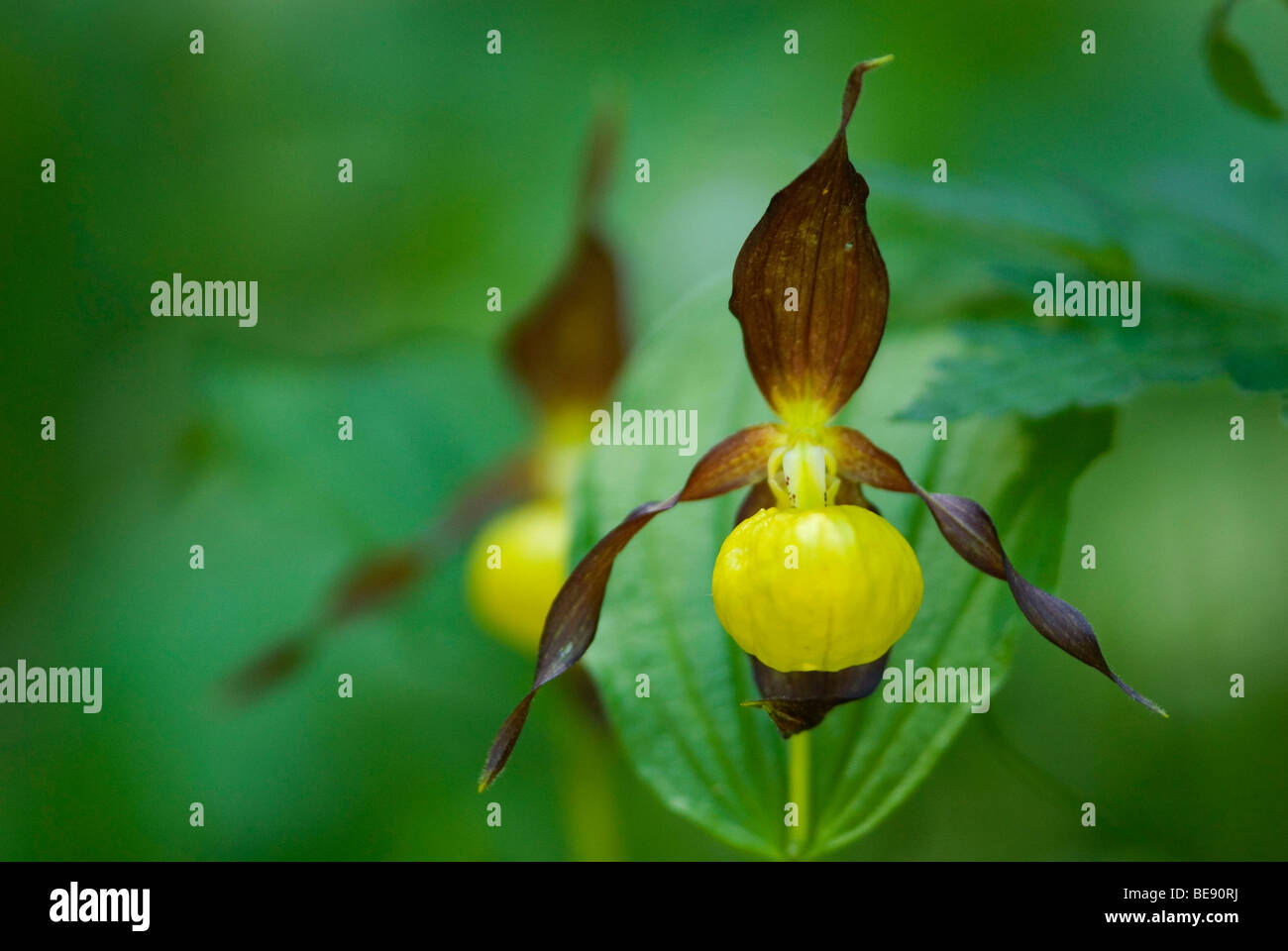 Gelbe Frauenschuh Orchideen; Vrouwenschoentjes Stockfoto