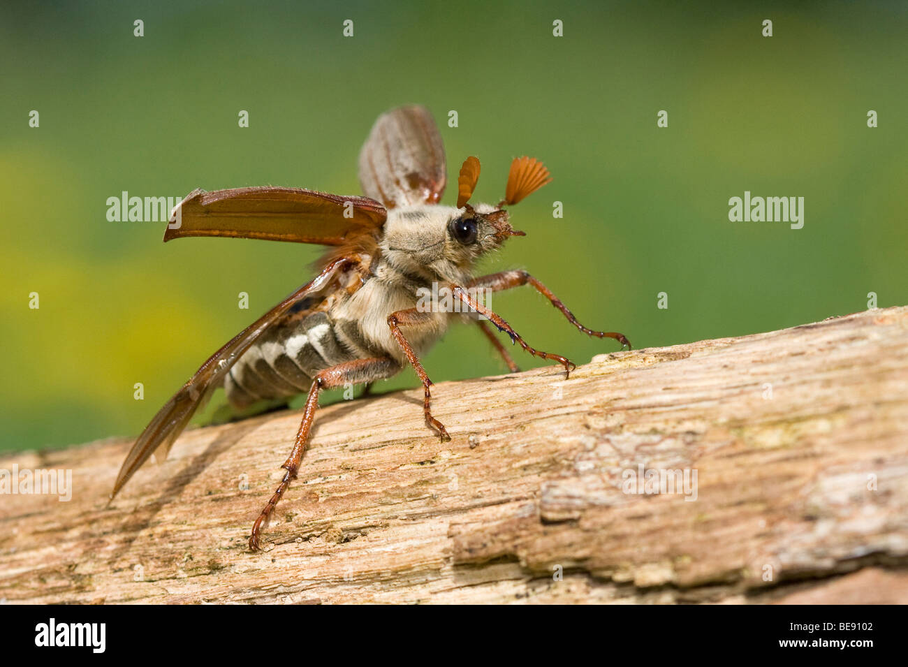 Opvliegende Meikever; Gemeinsamen Maikäfer kurz vor Stockfoto