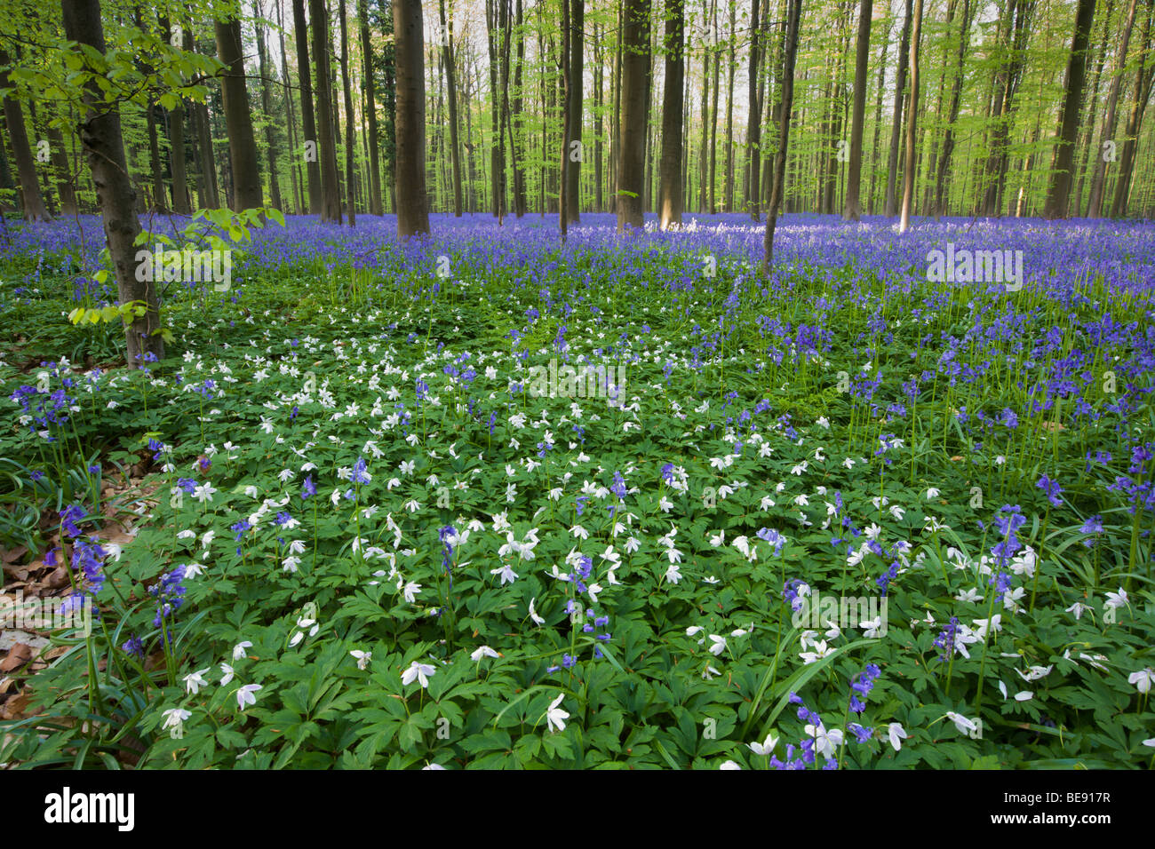 Beukenbos traf Wilde Hyazinthe de bosanemoon Stockfoto