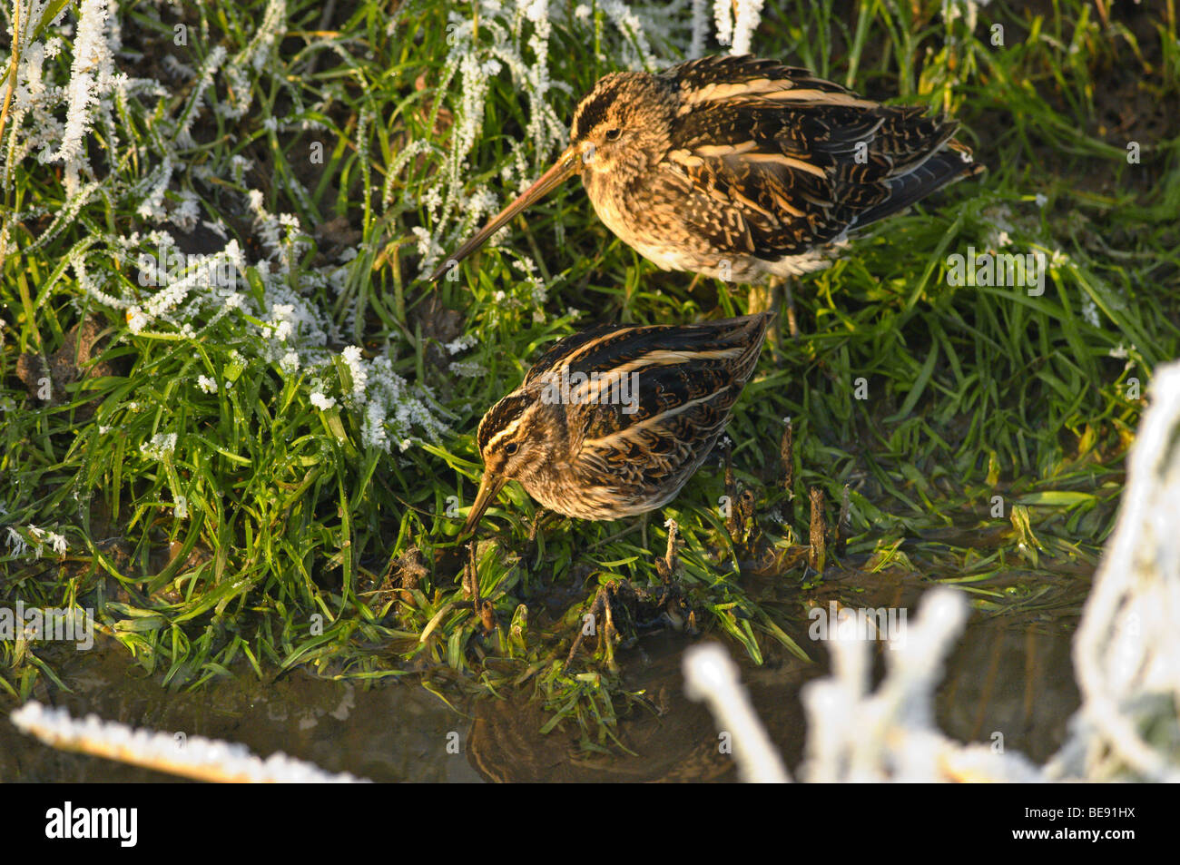 Bokje; Jack Snipe; Lymnocryptes ZIP; Stockfoto